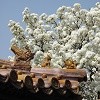 Blossums