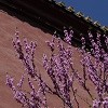 Ancestor Temple Blossums
